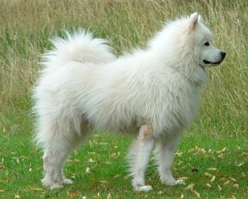 Samoyed (Samoyed Laika) Samoyed, Bjelkier, Samoiedskaya Sobaka, Nenetskaya Laika, Smiley