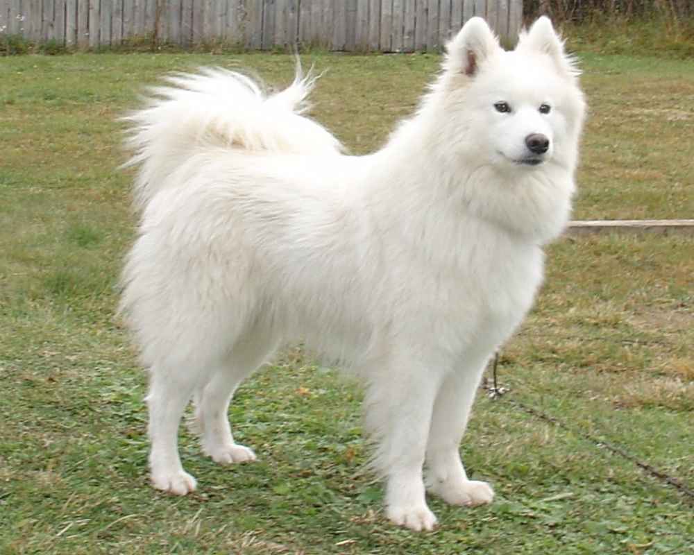Samoyed husky - photo