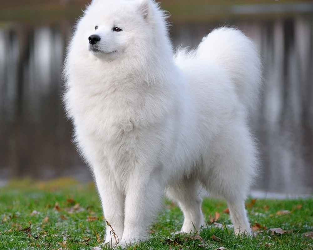 Samoyed husky - photo