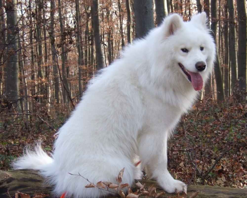 Chien Samoyède - photo