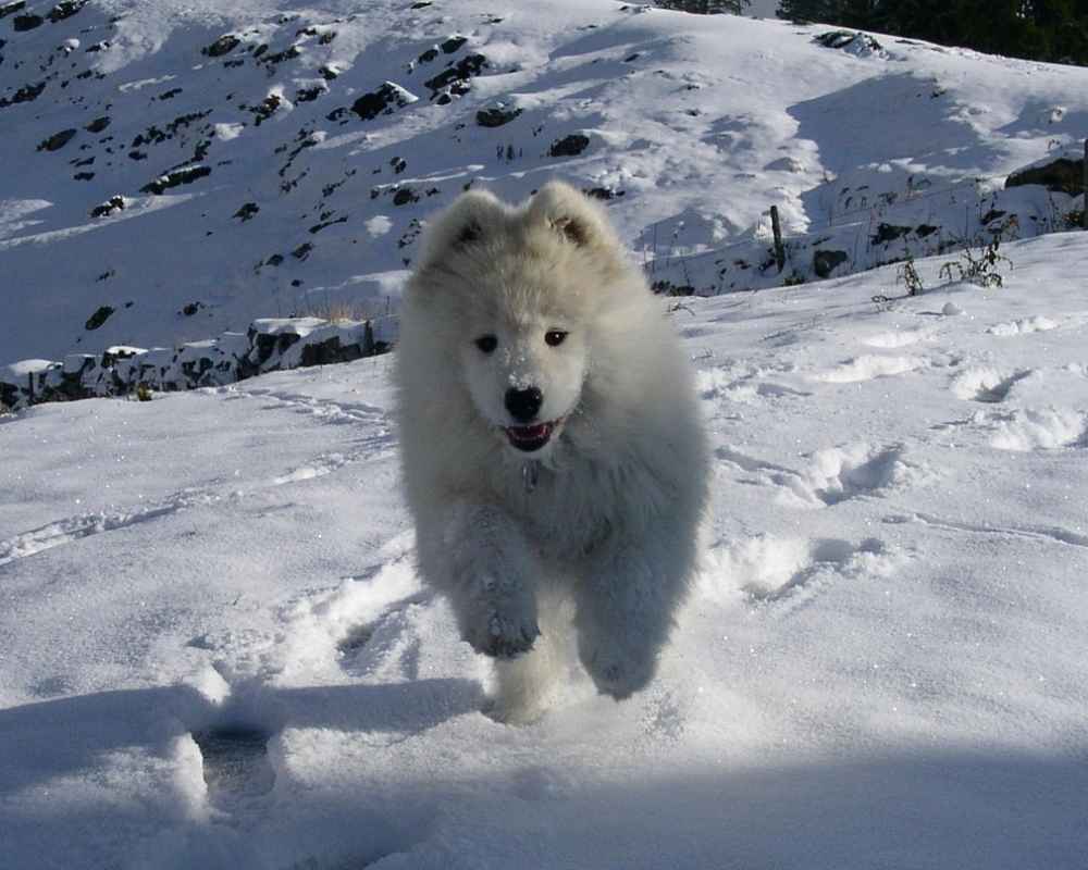 Nenets Like - photo