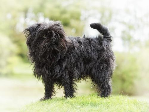 Chiots de petite taille - chiens qui restent petit