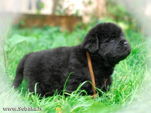 Chiots de Terre-Neuve - photo et croissance de 1  à 6  ans mois