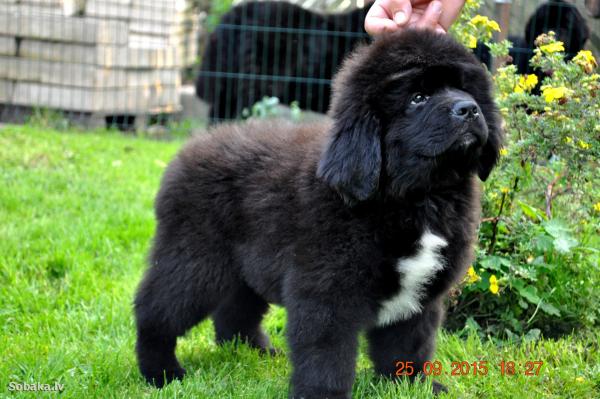 Chiots de Terre-Neuve - photo et croissance de 1  à 6  ans mois