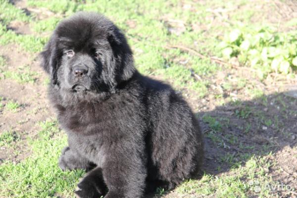 Chiots de Terre-Neuve - photo et croissance de 1  à 6  ans mois
