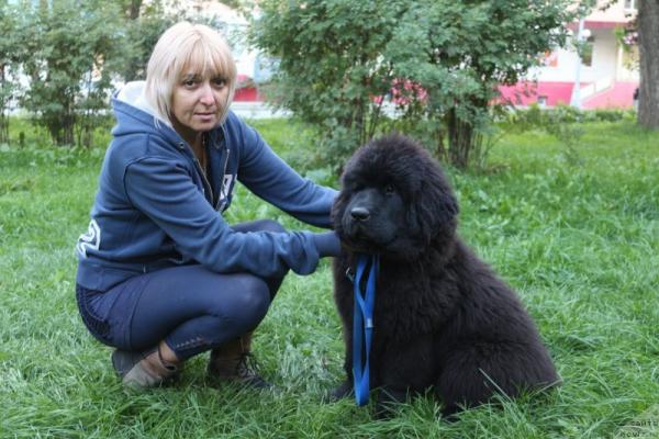 Chiots de Terre-Neuve - photo et croissance de 1  à 6  ans mois