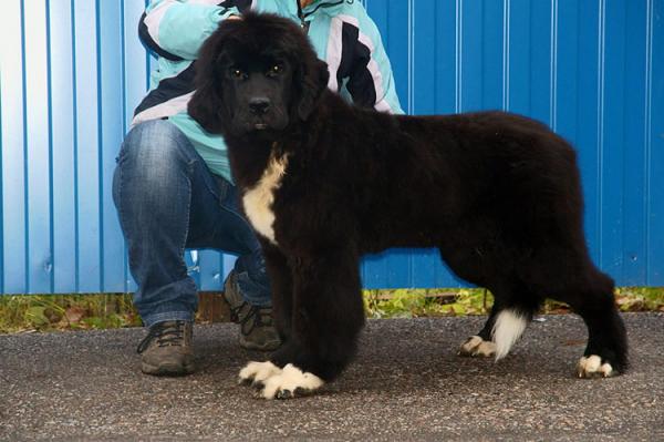 Chiots de Terre-Neuve - photo et croissance de 1  à 6  ans mois