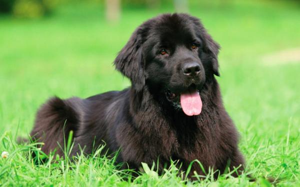 Chiots de Terre-Neuve - photo et croissance de 1  à 6  ans mois