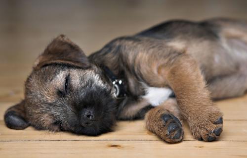 Le chiot ne dort pas et gémit la nuit: pourboires et recommandations