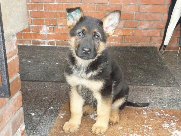Chiot de berger allemand à 2 mois
