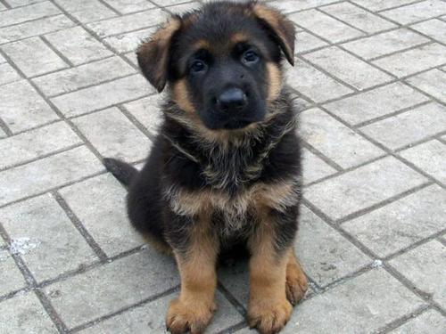 Chiot de berger allemand à 2 mois