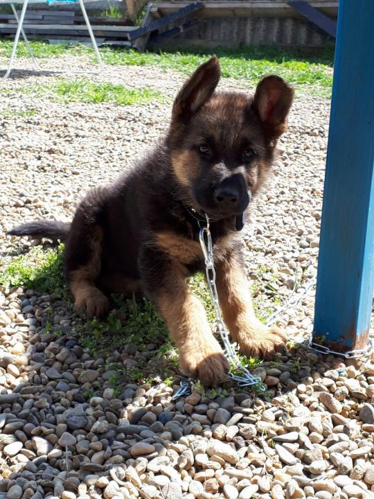 Chiot de berger allemand à 2 mois
