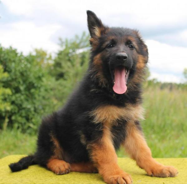 Chiot de berger allemand à 2 mois