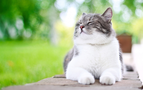 Cheveux et peau d'un chat en bonne santé