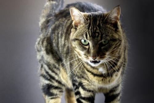 Sifflement et agressivité chez les chats - pourquoi un chat grogne et des sifflements?