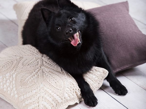 Schipperke mignon