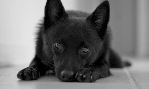 Schipperke ment