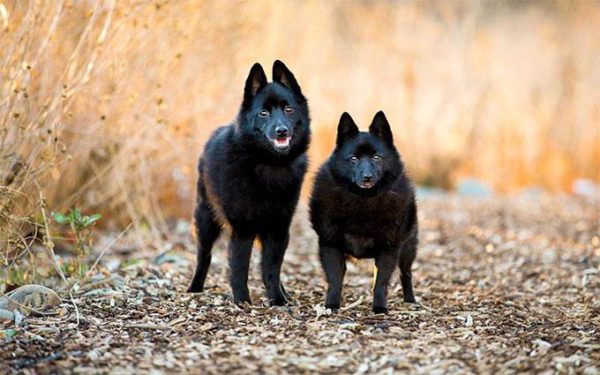 Marche de Schipperke