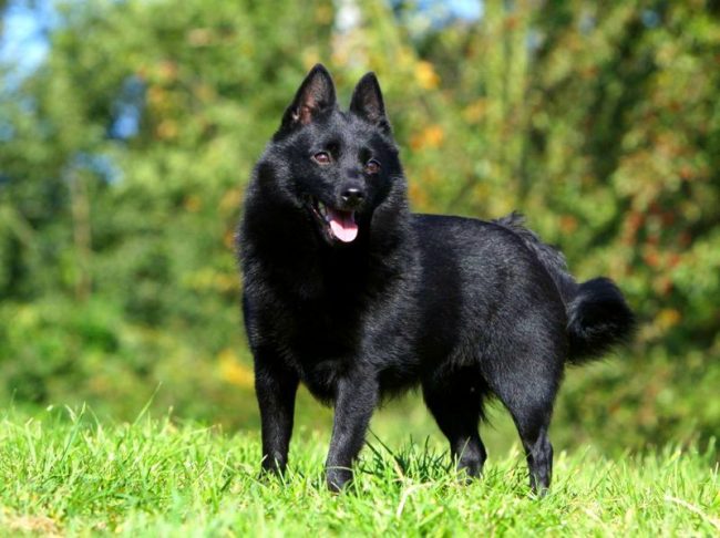 Absolument noir, petit et moelleux, Schipperke ressemble à un jouet mignon, mais un cœur courageux bat dans sa poitrine. C'est un excellent chasseur et gardien sensible, capable de réveiller tout le quartier avec un aboiement clair. Absolument noir, petit et moelleux, Schipperke ressemble à un jouet mignon, mais un cœur courageux bat dans sa poitrine. C'est un excellent chasseur et gardien sensible, capable de réveiller tout le quartier avec un aboiement clair.