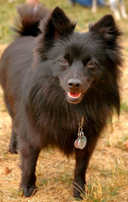 Schipperke a besoin d'une socialisation précoce pour qu'un chien adulte n'aboie pas du tout chez tous les passants et ne se précipite pas à la porte avec un grognement ou un coup. Schipperke a besoin d'une socialisation précoce pour qu'un chien adulte n'aboie pas du tout chez tous les passants et ne se précipite pas à la porte avec un grognement ou un coup.