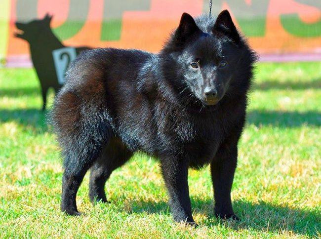 Le propriétaire de Schipperke donnera un dévouement sans fin, et vos amis et connaissances ne mériteront jamais toute sa confiance. Il les traitera toujours avec prudence, prêts à réagir immédiatement à toute action incorrecte, de son point de vue, à l'action. Le propriétaire de Schipperke donnera un dévouement sans fin, et vos amis et connaissances ne mériteront jamais toute sa confiance. Il les traitera toujours avec prudence, prêts à réagir immédiatement à toute action incorrecte, de son point de vue, à l'action.