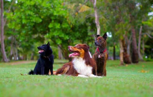 Schipperke est un chien amical et sociable qui peut s'entendre avec d'autres animaux de compagnie Schipperke est un chien amical et sociable qui peut s'entendre avec d'autres animaux de compagnie