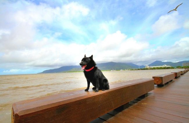 Schipperke apportera beaucoup de joie et de positif à votre maison Schipperke apportera beaucoup de joie et de positif à votre maison