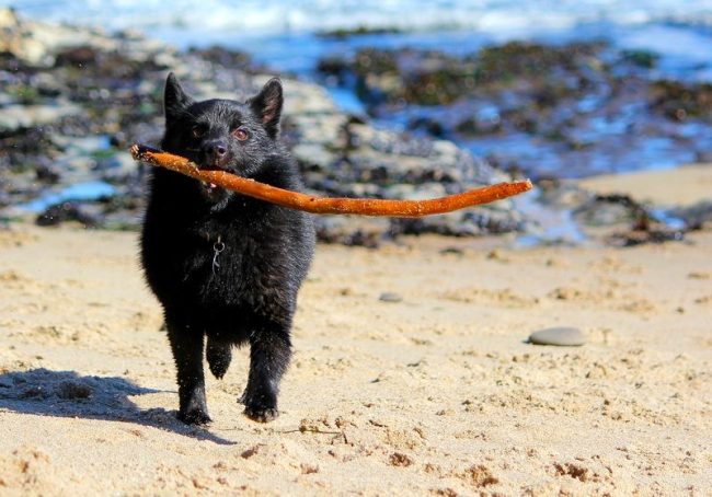 Étant élevé dans une famille, Schipperke est en train de devenir un favori universel pour sa disposition affectueuse, son dévouement sans faille et sa volonté de soutenir n'importe quel jeu Étant élevé dans une famille, Schipperke est en train de devenir un favori universel pour sa disposition affectueuse, son dévouement sans faille et sa volonté de soutenir n'importe quel jeu
