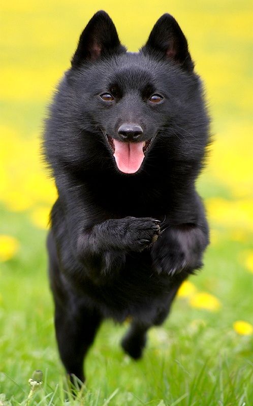 Très agile, énergique et curieux, Schipperke ne reste pas immobile, il explore constamment quelque chose et court quelque part Très agile, énergique et curieux, Schipperke ne reste pas immobile, il explore constamment quelque chose et court quelque part