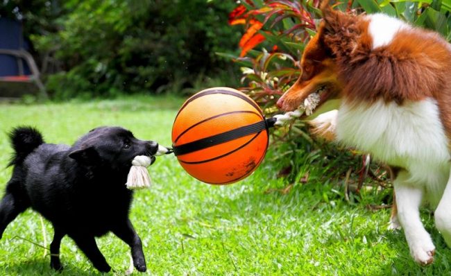 La curiosité et l'enjouement sont tellement prononcés à Schipperke que même à l'âge de 5 ans, il se comportera comme un chiot enjoué La curiosité et l'enjouement sont tellement prononcés à Schipperke que même à l'âge de 5 ans, il se comportera comme un chiot enjoué