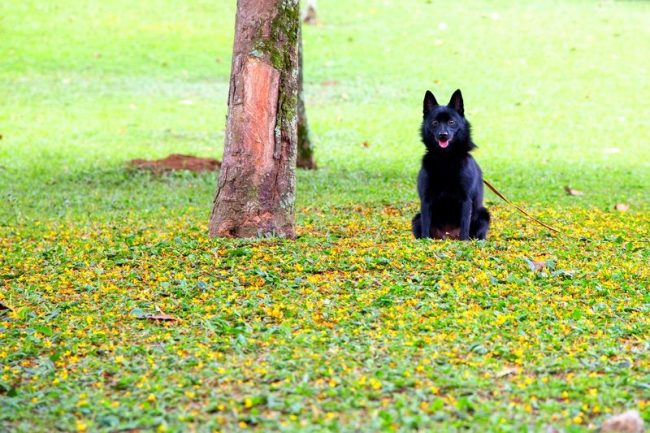 Les compétences imposées par les éleveurs permettent à Schipperke d'être utilisé en tant que garde et chasseur. En milieu urbain, la race agit comme un compagnon agréable et aimant. Les compétences imposées par les éleveurs permettent à Schipperke d'être utilisé en tant que garde et chasseur. En milieu urbain, la race agit comme un compagnon agréable et aimant.