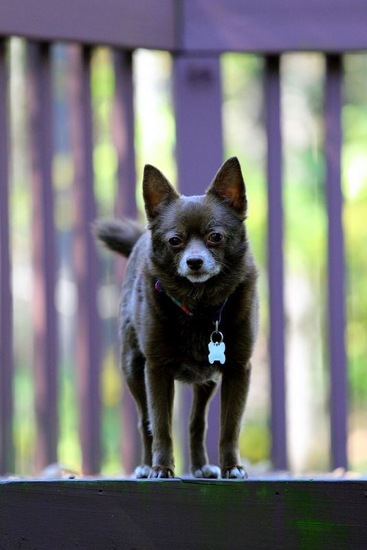 Bébé Schipperke Bébé Schipperke