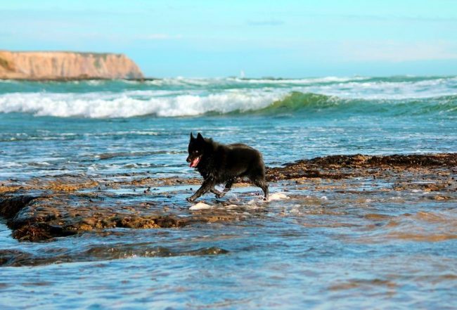 C'est bien si vous avez la possibilité de marcher avec le chien dans la nature. Schipperke est très énergique et agile, ils ont besoin de jogging et de jeux de plein air. C'est bien si vous avez la possibilité de marcher avec le chien dans la nature. Schipperke est très énergique et agile, ils ont besoin de jogging et de jeux de plein air.