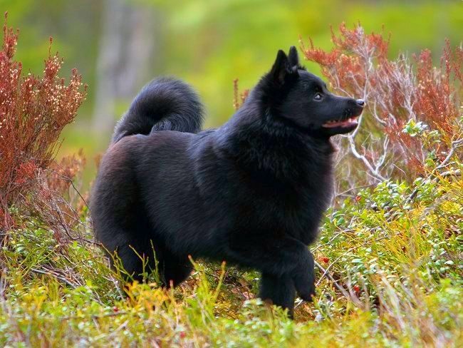Confiant et indépendant, le bébé noir Schipperke ne montre son caractère qu'aux étrangers; pour le sien, il est toujours doux et obéissant Confiant et indépendant, le bébé noir Schipperke ne montre son caractère qu'aux étrangers; pour le sien, il est toujours doux et obéissant
