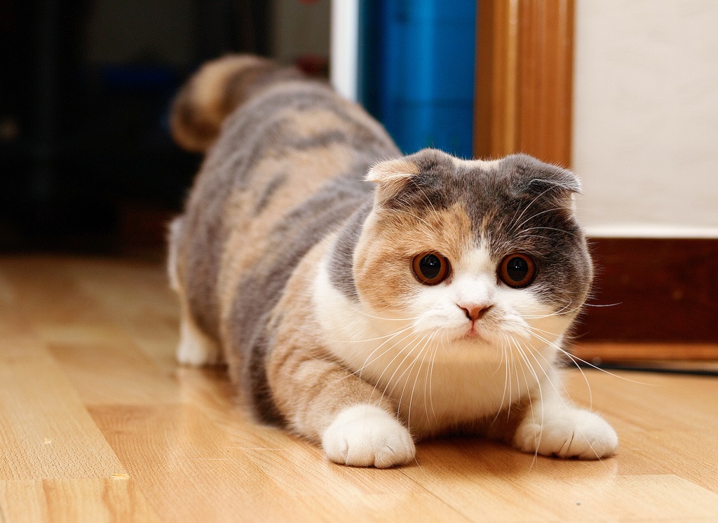 Chat écossais