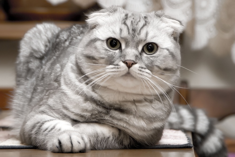Chat écossais - photo