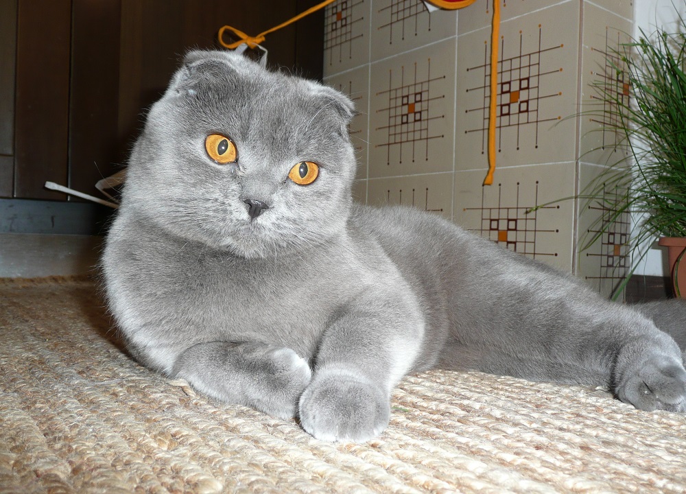 Chat écossais - photo et description
