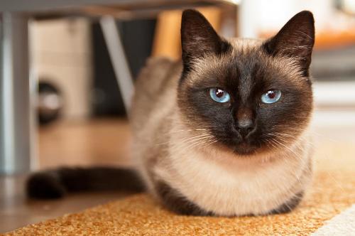 Quel âge ont les chats siamois?