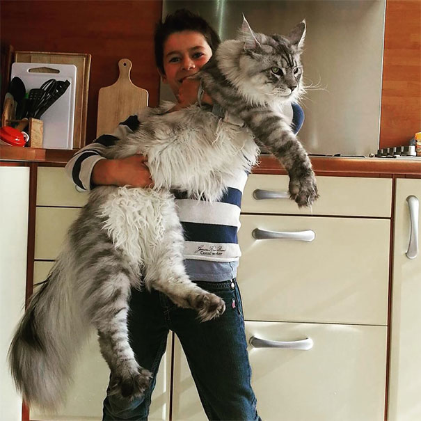 Combien de Maine Coons pèsent: poids mensuel