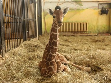 La mort mystérieuse d'une girafe nommée Safari au zoo de Belgorod