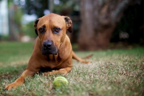 Un chien avale un corps étranger - symptômes et le traitement