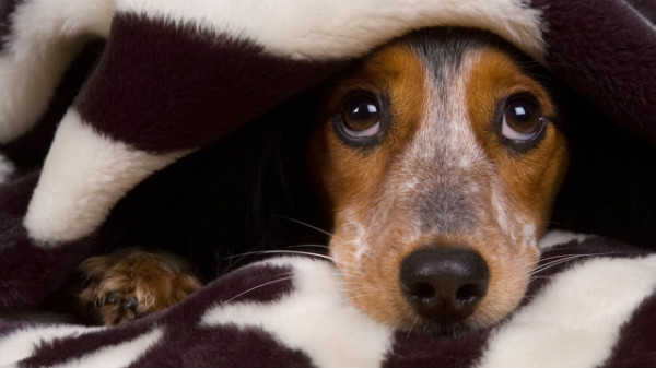 Le chien a peur des autres chiens