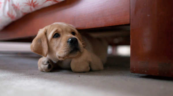 Le chien a peur des autres chiens lire l'article