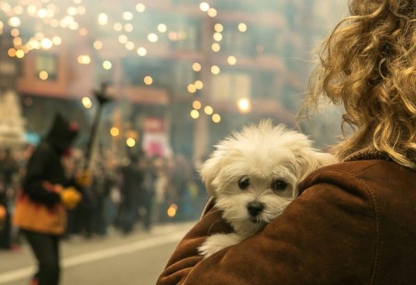 Le chien a peur