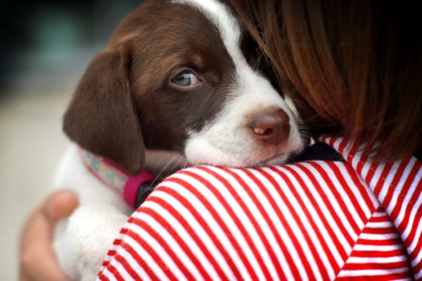 Le chien a peur de quoi faire