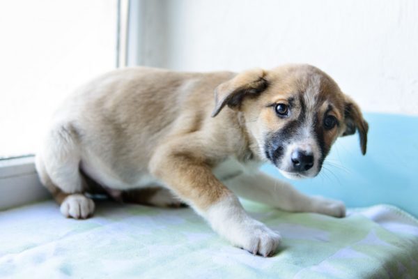 Le chien a peur des coups de feu