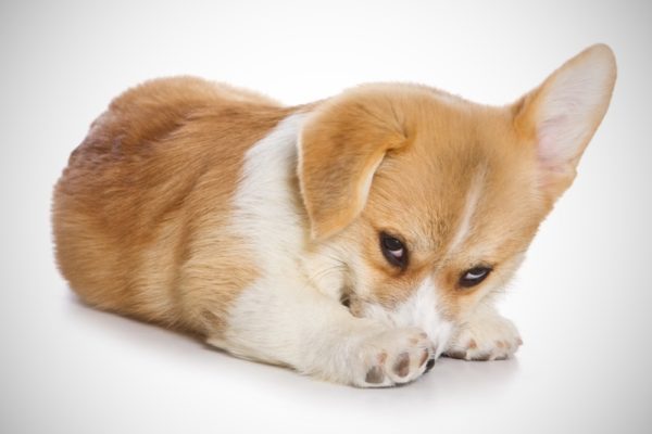 Pourquoi le chien a peur