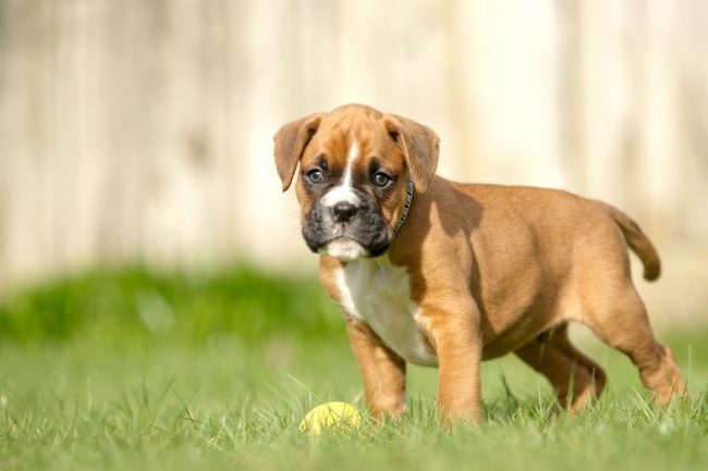 Pour le bon développement du chiot, vous devez surveiller attentivement sa nutrition