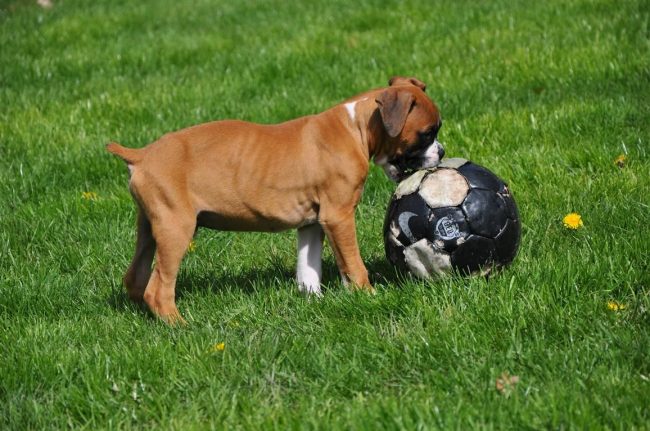 Chiot boxeur actif et en bonne santé