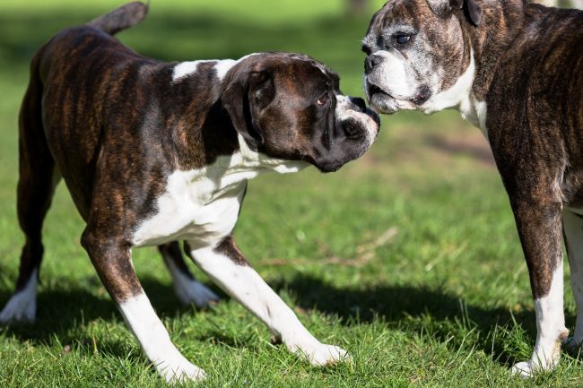 La santé des animaux est la clé de l'accouplement